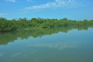 Bakkhali Nehri 'nin geniş manzarası, Cox' s Bazar yakınlarında yoğun mangrov ormanlarıyla kaplı, sakin tropikal sular, yumuşak yansımalar ve Bangladeş 'te gün ışığı altında sakin bir kıyı ekosistemi yakalıyor..