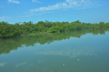Bakkhali Nehri 'nin geniş manzarası, Cox' s Bazar yakınlarında yoğun mangrov ormanlarıyla kaplı, sakin tropikal sular, yumuşak yansımalar ve Bangladeş 'te gün ışığı altında sakin bir kıyı ekosistemi yakalıyor..