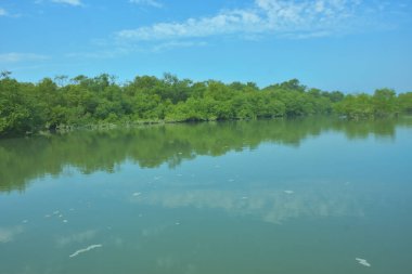 Bakkhali Nehri 'nin geniş manzarası, Cox' s Bazar yakınlarında yoğun mangrov ormanlarıyla kaplı, sakin tropikal sular, yumuşak yansımalar ve Bangladeş 'te gün ışığı altında sakin bir kıyı ekosistemi yakalıyor..