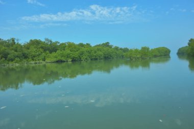 Bakkhali Nehri 'nin geniş manzarası, Cox' s Bazar yakınlarında yoğun mangrov ormanlarıyla kaplı, sakin tropikal sular, yumuşak yansımalar ve Bangladeş 'te gün ışığı altında sakin bir kıyı ekosistemi yakalıyor..