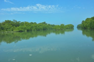 Bakkhali Nehri 'nin geniş manzarası, Cox' s Bazar yakınlarında yoğun mangrov ormanlarıyla kaplı, sakin tropikal sular, yumuşak yansımalar ve Bangladeş 'te gün ışığı altında sakin bir kıyı ekosistemi yakalıyor..