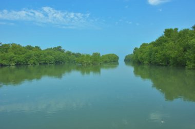 Bakkhali Nehri 'nin geniş manzarası, Cox' s Bazar yakınlarında yoğun mangrov ormanlarıyla kaplı, sakin tropikal sular, yumuşak yansımalar ve Bangladeş 'te gün ışığı altında sakin bir kıyı ekosistemi yakalıyor..