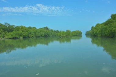 Bakkhali Nehri 'nin geniş manzarası, Cox' s Bazar yakınlarında yoğun mangrov ormanlarıyla kaplı, sakin tropikal sular, yumuşak yansımalar ve Bangladeş 'te gün ışığı altında sakin bir kıyı ekosistemi yakalıyor..