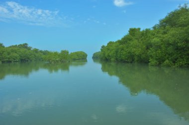 Bakkhali Nehri 'nin geniş manzarası, Cox' s Bazar yakınlarında yoğun mangrov ormanlarıyla kaplı, sakin tropikal sular, yumuşak yansımalar ve Bangladeş 'te gün ışığı altında sakin bir kıyı ekosistemi yakalıyor..