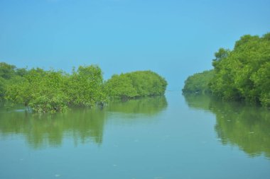 Bakkhali Nehri 'nin geniş manzarası, Cox' s Bazar yakınlarında yoğun mangrov ormanlarıyla kaplı, sakin tropikal sular, yumuşak yansımalar ve Bangladeş 'te gün ışığı altında sakin bir kıyı ekosistemi yakalıyor..
