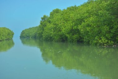Bakkhali Nehri 'nin geniş manzarası, Cox' s Bazar yakınlarında yoğun mangrov ormanlarıyla kaplı, sakin tropikal sular, yumuşak yansımalar ve Bangladeş 'te gün ışığı altında sakin bir kıyı ekosistemi yakalıyor..