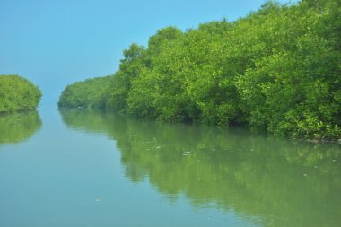 Bakkhali Nehri 'nin geniş manzarası, Cox' s Bazar yakınlarında yoğun mangrov ormanlarıyla kaplı, sakin tropikal sular, yumuşak yansımalar ve Bangladeş 'te gün ışığı altında sakin bir kıyı ekosistemi yakalıyor..