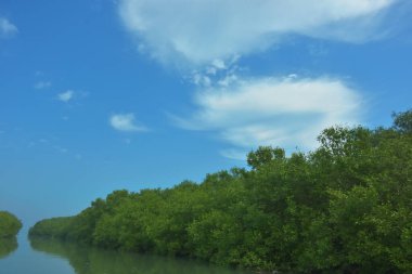 Bakkhali Nehri 'nin geniş manzarası, Cox' s Bazar yakınlarında yoğun mangrov ormanlarıyla kaplı, sakin tropikal sular, yumuşak yansımalar ve Bangladeş 'te gün ışığı altında sakin bir kıyı ekosistemi yakalıyor..