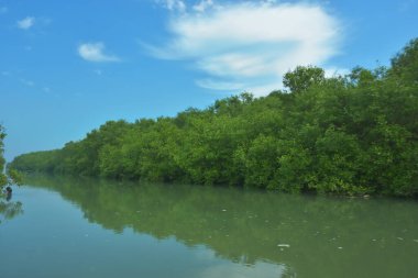 Bakkhali Nehri 'nin geniş manzarası, Cox' s Bazar yakınlarında yoğun mangrov ormanlarıyla kaplı, sakin tropikal sular, yumuşak yansımalar ve Bangladeş 'te gün ışığı altında sakin bir kıyı ekosistemi yakalıyor..