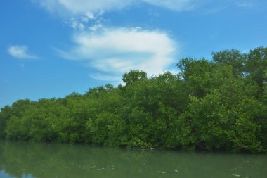Bakkhali Nehri 'nin geniş manzarası, Cox' s Bazar yakınlarında yoğun mangrov ormanlarıyla kaplı, sakin tropikal sular, yumuşak yansımalar ve Bangladeş 'te gün ışığı altında sakin bir kıyı ekosistemi yakalıyor..
