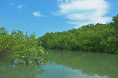 Bakkhali Nehri 'nin geniş manzarası, Cox' s Bazar yakınlarında yoğun mangrov ormanlarıyla kaplı, sakin tropikal sular, yumuşak yansımalar ve Bangladeş 'te gün ışığı altında sakin bir kıyı ekosistemi yakalıyor..