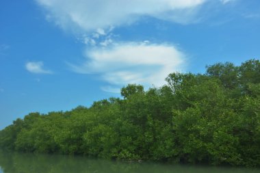 Bakkhali Nehri 'nin geniş manzarası, Cox' s Bazar yakınlarında yoğun mangrov ormanlarıyla kaplı, sakin tropikal sular, yumuşak yansımalar ve Bangladeş 'te gün ışığı altında sakin bir kıyı ekosistemi yakalıyor..