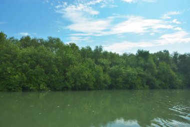 Bakkhali Nehri 'nin geniş manzarası, Cox' s Bazar yakınlarında yoğun mangrov ormanlarıyla kaplı, sakin tropikal sular, yumuşak yansımalar ve Bangladeş 'te gün ışığı altında sakin bir kıyı ekosistemi yakalıyor..