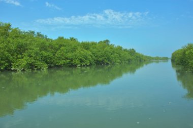 Bakkhali Nehri 'nin geniş manzarası, Cox' s Bazar yakınlarında yoğun mangrov ormanlarıyla kaplı, sakin tropikal sular, yumuşak yansımalar ve Bangladeş 'te gün ışığı altında sakin bir kıyı ekosistemi yakalıyor..