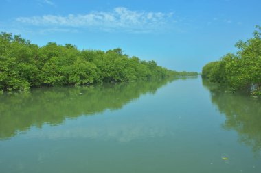 Bakkhali Nehri 'nin geniş manzarası, Cox' s Bazar yakınlarında yoğun mangrov ormanlarıyla kaplı, sakin tropikal sular, yumuşak yansımalar ve Bangladeş 'te gün ışığı altında sakin bir kıyı ekosistemi yakalıyor..