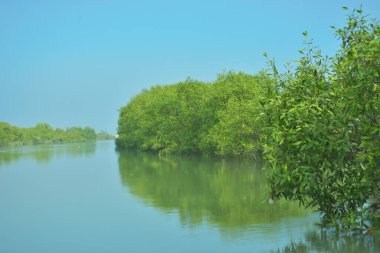 Bakkhali Nehri 'nin geniş manzarası, Cox' s Bazar yakınlarında yoğun mangrov ormanlarıyla kaplı, sakin tropikal sular, yumuşak yansımalar ve Bangladeş 'te gün ışığı altında sakin bir kıyı ekosistemi yakalıyor..