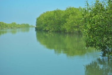 Bakkhali Nehri 'nin geniş manzarası, Cox' s Bazar yakınlarında yoğun mangrov ormanlarıyla kaplı, sakin tropikal sular, yumuşak yansımalar ve Bangladeş 'te gün ışığı altında sakin bir kıyı ekosistemi yakalıyor..