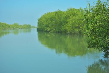 Bakkhali Nehri 'nin geniş manzarası, Cox' s Bazar yakınlarında yoğun mangrov ormanlarıyla kaplı, sakin tropikal sular, yumuşak yansımalar ve Bangladeş 'te gün ışığı altında sakin bir kıyı ekosistemi yakalıyor..