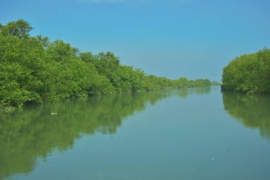 Bakkhali Nehri 'nin geniş manzarası, Cox' s Bazar yakınlarında yoğun mangrov ormanlarıyla kaplı, sakin tropikal sular, yumuşak yansımalar ve Bangladeş 'te gün ışığı altında sakin bir kıyı ekosistemi yakalıyor..