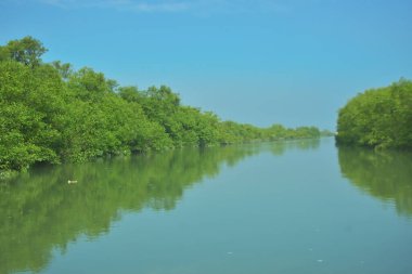 Bakkhali Nehri 'nin geniş manzarası, Cox' s Bazar yakınlarında yoğun mangrov ormanlarıyla kaplı, sakin tropikal sular, yumuşak yansımalar ve Bangladeş 'te gün ışığı altında sakin bir kıyı ekosistemi yakalıyor..