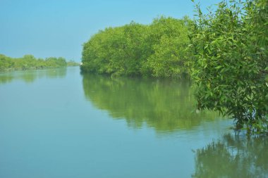 Bakkhali Nehri 'nin geniş manzarası, Cox' s Bazar yakınlarında yoğun mangrov ormanlarıyla kaplı, sakin tropikal sular, yumuşak yansımalar ve Bangladeş 'te gün ışığı altında sakin bir kıyı ekosistemi yakalıyor..