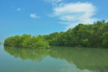 Bakkhali Nehri 'nin geniş manzarası, Cox' s Bazar yakınlarında yoğun mangrov ormanlarıyla kaplı, sakin tropikal sular, yumuşak yansımalar ve Bangladeş 'te gün ışığı altında sakin bir kıyı ekosistemi yakalıyor..