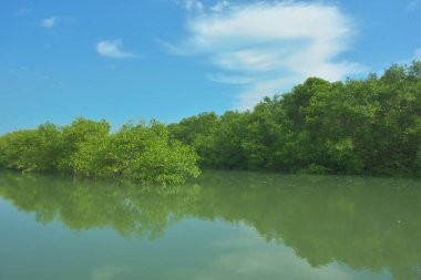 Bakkhali Nehri 'nin geniş manzarası, Cox' s Bazar yakınlarında yoğun mangrov ormanlarıyla kaplı, sakin tropikal sular, yumuşak yansımalar ve Bangladeş 'te gün ışığı altında sakin bir kıyı ekosistemi yakalıyor..