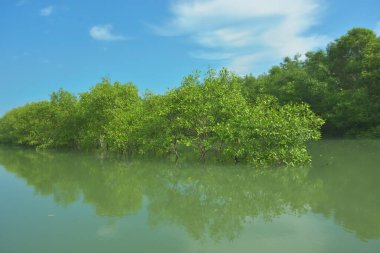 Bakkhali Nehri 'nin geniş manzarası, Cox' s Bazar yakınlarında yoğun mangrov ormanlarıyla kaplı, sakin tropikal sular, yumuşak yansımalar ve Bangladeş 'te gün ışığı altında sakin bir kıyı ekosistemi yakalıyor..