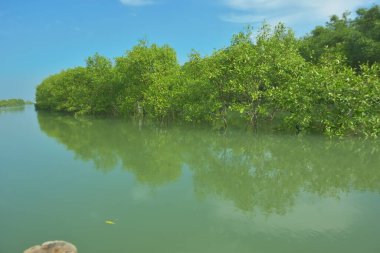 Bakkhali Nehri 'nin geniş manzarası, Cox' s Bazar yakınlarında yoğun mangrov ormanlarıyla kaplı, sakin tropikal sular, yumuşak yansımalar ve Bangladeş 'te gün ışığı altında sakin bir kıyı ekosistemi yakalıyor..