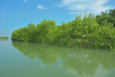 Bakkhali Nehri 'nin geniş manzarası, Cox' s Bazar yakınlarında yoğun mangrov ormanlarıyla kaplı, sakin tropikal sular, yumuşak yansımalar ve Bangladeş 'te gün ışığı altında sakin bir kıyı ekosistemi yakalıyor..