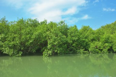 Bakkhali Nehri 'nin geniş manzarası, Cox' s Bazar yakınlarında yoğun mangrov ormanlarıyla kaplı, sakin tropikal sular, yumuşak yansımalar ve Bangladeş 'te gün ışığı altında sakin bir kıyı ekosistemi yakalıyor..