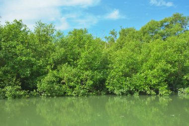 Bakkhali Nehri 'nin geniş manzarası, Cox' s Bazar yakınlarında yoğun mangrov ormanlarıyla kaplı, sakin tropikal sular, yumuşak yansımalar ve Bangladeş 'te gün ışığı altında sakin bir kıyı ekosistemi yakalıyor..