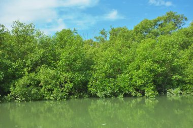 Bakkhali Nehri 'nin geniş manzarası, Cox' s Bazar yakınlarında yoğun mangrov ormanlarıyla kaplı, sakin tropikal sular, yumuşak yansımalar ve Bangladeş 'te gün ışığı altında sakin bir kıyı ekosistemi yakalıyor..