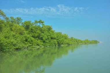 Bakkhali Nehri 'nin geniş manzarası, Cox' s Bazar yakınlarında yoğun mangrov ormanlarıyla kaplı, sakin tropikal sular, yumuşak yansımalar ve Bangladeş 'te gün ışığı altında sakin bir kıyı ekosistemi yakalıyor..