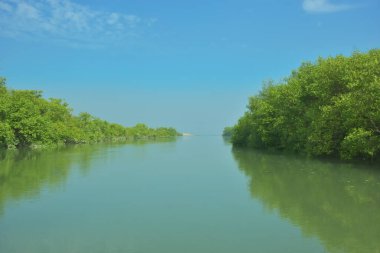 Bakkhali Nehri 'nin geniş manzarası, Cox' s Bazar yakınlarında yoğun mangrov ormanlarıyla kaplı, sakin tropikal sular, yumuşak yansımalar ve Bangladeş 'te gün ışığı altında sakin bir kıyı ekosistemi yakalıyor..