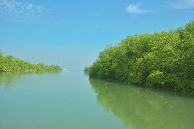 Bakkhali Nehri 'nin geniş manzarası, Cox' s Bazar yakınlarında yoğun mangrov ormanlarıyla kaplı, sakin tropikal sular, yumuşak yansımalar ve Bangladeş 'te gün ışığı altında sakin bir kıyı ekosistemi yakalıyor..