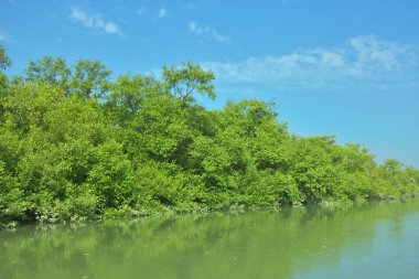 Bakkhali Nehri 'nin geniş manzarası, Cox' s Bazar yakınlarında yoğun mangrov ormanlarıyla kaplı, sakin tropikal sular, yumuşak yansımalar ve Bangladeş 'te gün ışığı altında sakin bir kıyı ekosistemi yakalıyor..