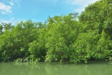 Bakkhali Nehri 'nin geniş manzarası, Cox' s Bazar yakınlarında yoğun mangrov ormanlarıyla kaplı, sakin tropikal sular, yumuşak yansımalar ve Bangladeş 'te gün ışığı altında sakin bir kıyı ekosistemi yakalıyor..
