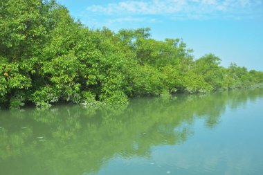 Bakkhali Nehri 'nin geniş manzarası, Cox' s Bazar yakınlarında yoğun mangrov ormanlarıyla kaplı, sakin tropikal sular, yumuşak yansımalar ve Bangladeş 'te gün ışığı altında sakin bir kıyı ekosistemi yakalıyor..