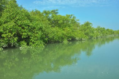 Bakkhali Nehri 'nin geniş manzarası, Cox' s Bazar yakınlarında yoğun mangrov ormanlarıyla kaplı, sakin tropikal sular, yumuşak yansımalar ve Bangladeş 'te gün ışığı altında sakin bir kıyı ekosistemi yakalıyor..