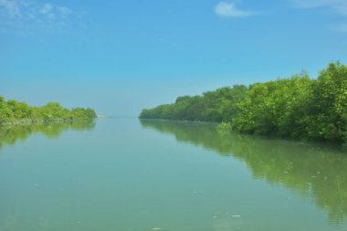 Bakkhali Nehri 'nin geniş manzarası, Cox' s Bazar yakınlarında yoğun mangrov ormanlarıyla kaplı, sakin tropikal sular, yumuşak yansımalar ve Bangladeş 'te gün ışığı altında sakin bir kıyı ekosistemi yakalıyor..