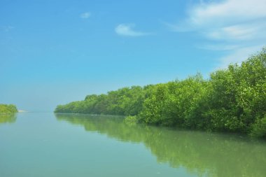 Bakkhali Nehri 'nin geniş manzarası, Cox' s Bazar yakınlarında yoğun mangrov ormanlarıyla kaplı, sakin tropikal sular, yumuşak yansımalar ve Bangladeş 'te gün ışığı altında sakin bir kıyı ekosistemi yakalıyor..