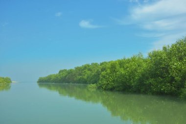 Bakkhali Nehri 'nin geniş manzarası, Cox' s Bazar yakınlarında yoğun mangrov ormanlarıyla kaplı, sakin tropikal sular, yumuşak yansımalar ve Bangladeş 'te gün ışığı altında sakin bir kıyı ekosistemi yakalıyor..