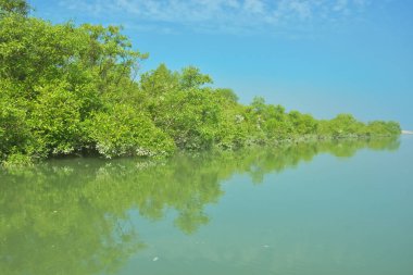 Bakkhali Nehri 'nin geniş manzarası, Cox' s Bazar yakınlarında yoğun mangrov ormanlarıyla kaplı, sakin tropikal sular, yumuşak yansımalar ve Bangladeş 'te gün ışığı altında sakin bir kıyı ekosistemi yakalıyor..