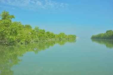 Bakkhali Nehri 'nin geniş manzarası, Cox' s Bazar yakınlarında yoğun mangrov ormanlarıyla kaplı, sakin tropikal sular, yumuşak yansımalar ve Bangladeş 'te gün ışığı altında sakin bir kıyı ekosistemi yakalıyor..