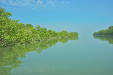 Bakkhali Nehri 'nin geniş manzarası, Cox' s Bazar yakınlarında yoğun mangrov ormanlarıyla kaplı, sakin tropikal sular, yumuşak yansımalar ve Bangladeş 'te gün ışığı altında sakin bir kıyı ekosistemi yakalıyor..