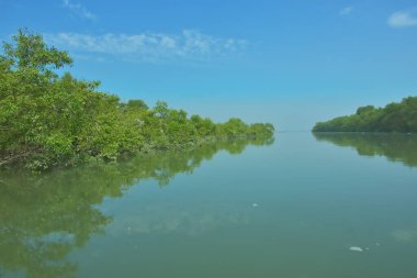 Bakkhali Nehri 'nin geniş manzarası, Cox' s Bazar yakınlarında yoğun mangrov ormanlarıyla kaplı, sakin tropikal sular, yumuşak yansımalar ve Bangladeş 'te gün ışığı altında sakin bir kıyı ekosistemi yakalıyor..