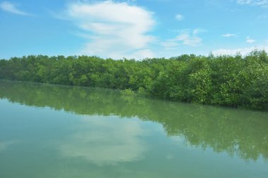 Bakkhali Nehri 'nin geniş manzarası, Cox' s Bazar yakınlarında yoğun mangrov ormanlarıyla kaplı, sakin tropikal sular, yumuşak yansımalar ve Bangladeş 'te gün ışığı altında sakin bir kıyı ekosistemi yakalıyor..