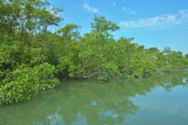 Bakkhali Nehri 'nin geniş manzarası, Cox' s Bazar yakınlarında yoğun mangrov ormanlarıyla kaplı, sakin tropikal sular, yumuşak yansımalar ve Bangladeş 'te gün ışığı altında sakin bir kıyı ekosistemi yakalıyor..