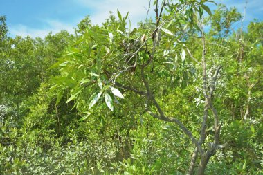 Bakkhali Nehri 'nin geniş manzarası, Cox' s Bazar yakınlarında yoğun mangrov ormanlarıyla kaplı, sakin tropikal sular, yumuşak yansımalar ve Bangladeş 'te gün ışığı altında sakin bir kıyı ekosistemi yakalıyor..